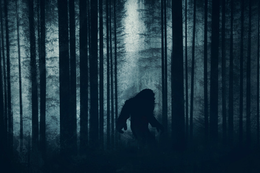 A dark scary concept. Of a mysterious bigfoot figure, walking through a forest. Silhouetted against trees in a forest. With a grunge, textured edit.