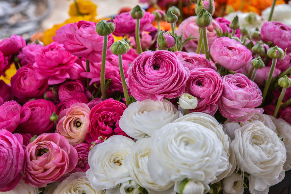 Colorful ranunculus freshly harvested at organic flower farm