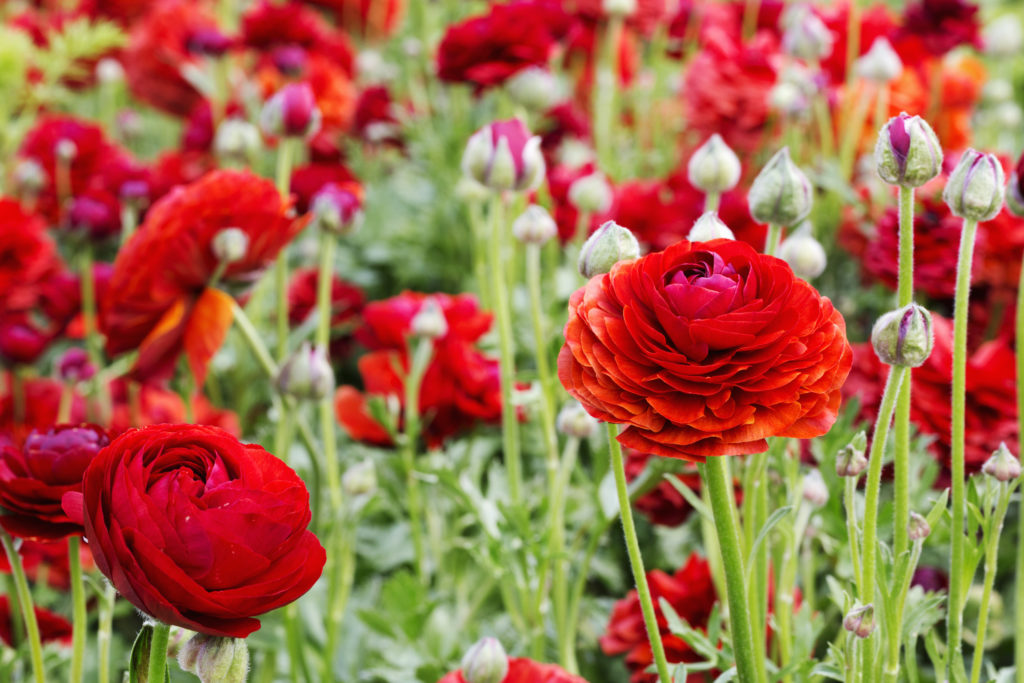 Red ranunculus flowers growing in a flowerbed.