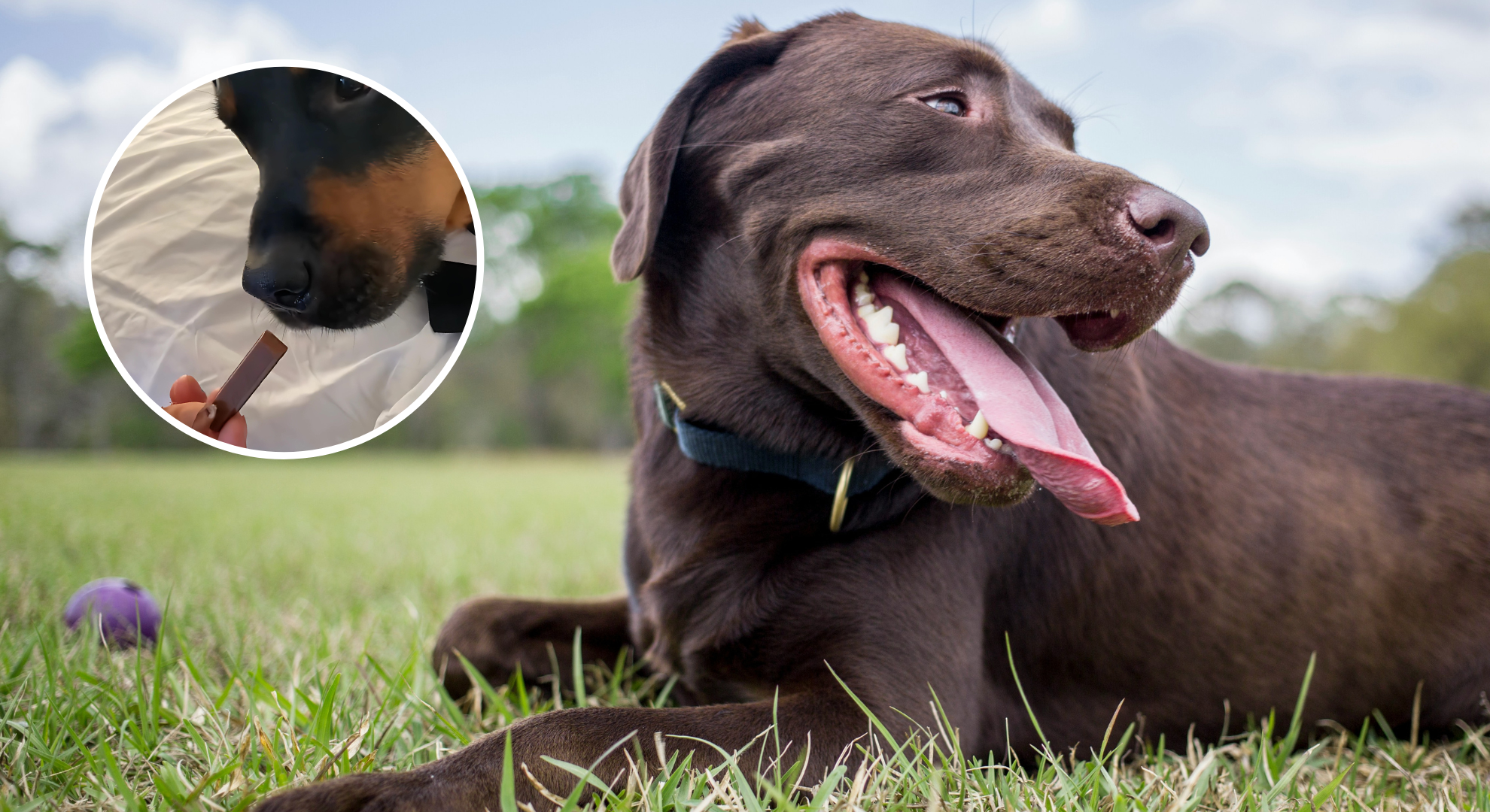 Vets share heartwarming reason why they give chocolate to some dogs