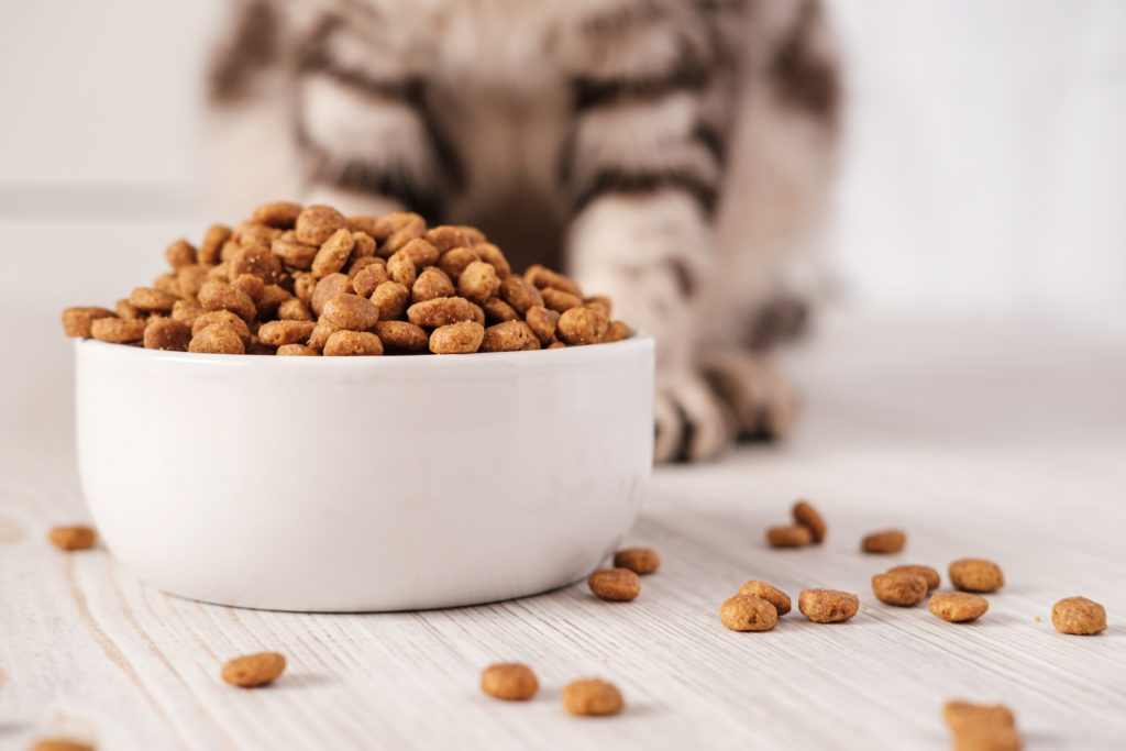 Dry pet food is in a white porcelain bowl and scattered across the floor with a cat sitting in the b,Craiova,Romania